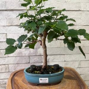 Bonsai de Amora (5 Anos) | Frutífera Nativa e Resistente